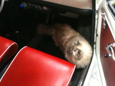 Chester in de Fiat