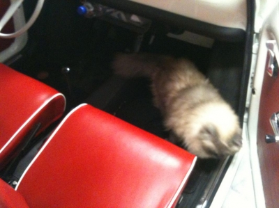 Chester in de Fiat