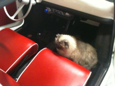 Chester in de Fiat