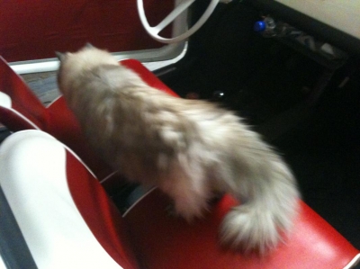 Chester in de Fiat