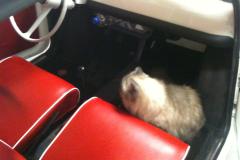 Chester in de Fiat