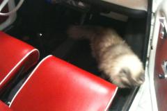 Chester in de Fiat