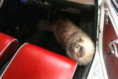 Chester in de Fiat
