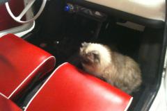 Chester in de Fiat