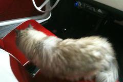 Chester in de Fiat