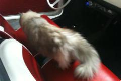 Chester in de Fiat